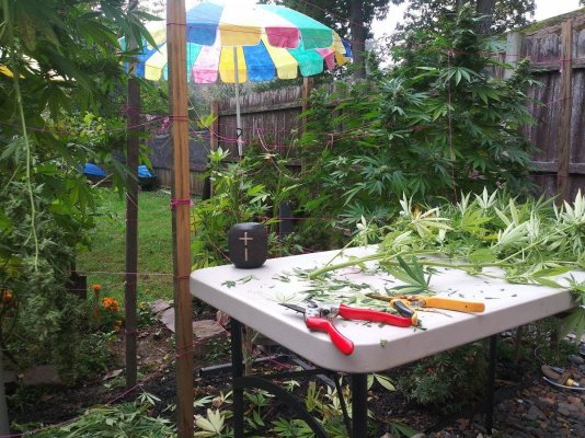 Let's see your 2021 Outdoor Plants!