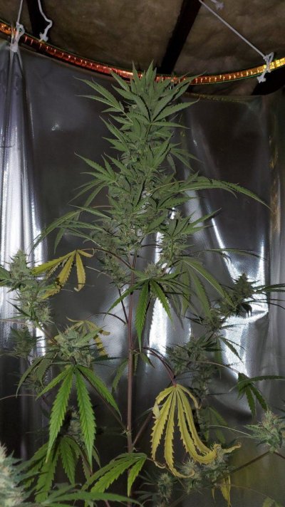 Time to chop chop or wait wait?