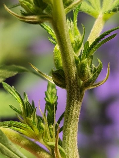i-think-my-plant-may-have-hermied.jpg