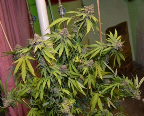 UrkleHarv7_10-23-12.jpg