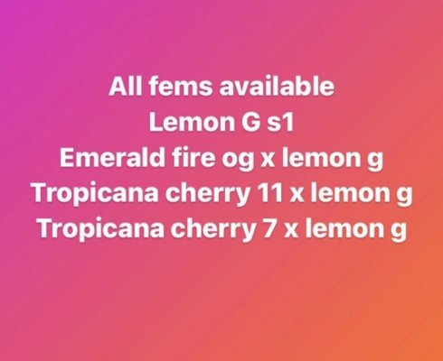 Organicx genetics seeds available for sale