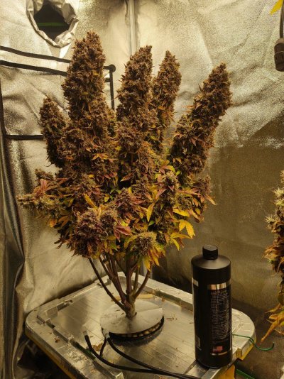 Let's See Your Frostiest Flowers