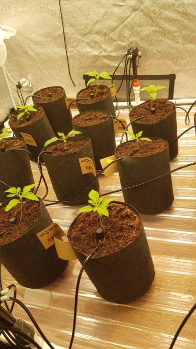 The First Coco Grow of Many (Hopefully)