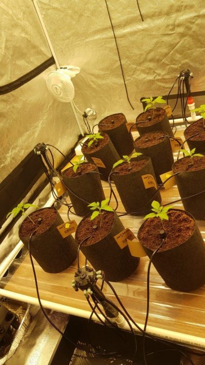 The First Coco Grow of Many (Hopefully)