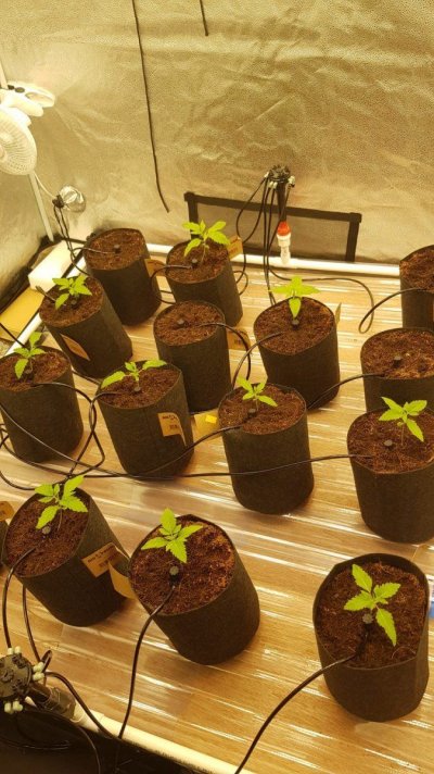 The First Coco Grow of Many (Hopefully)