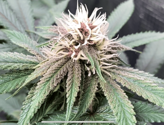 2x2-tent-grow.png