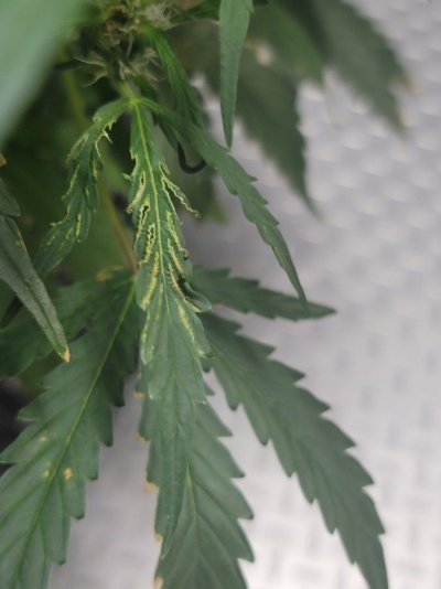 yeah-this-guy-is-this-septoria-3.jpg