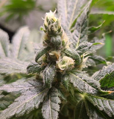 52 days flipped ethos genetics bud shots