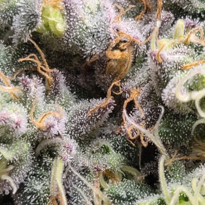 52 days flipped ethos genetics bud shots