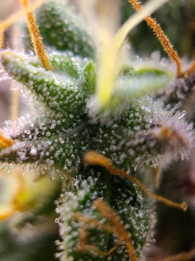 SativaBob's grow room garden diary