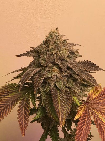 ALien , Just Alien  with NO cross. Where can I get it?