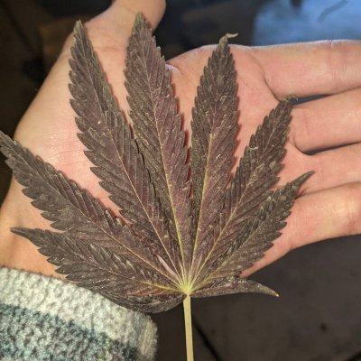 Let's see your 2021 Outdoor Plants!