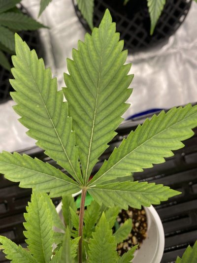 need-help-identifying-this-deficiency.jpeg