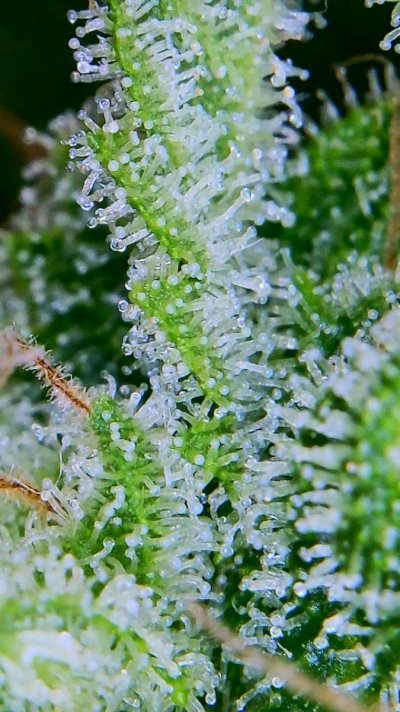 BBK and GDP's already in harvest-window or just very close?
