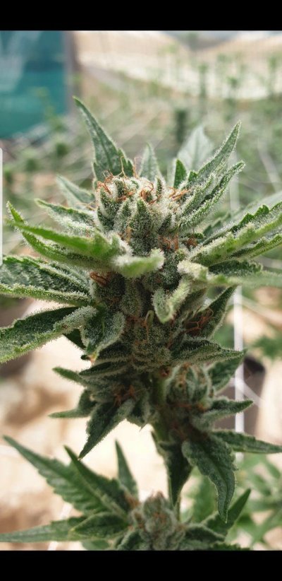 Forbidden Zkittlez - the power of a microbe!!!!