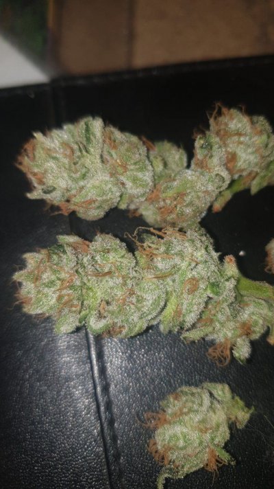 Forbidden Zkittlez - the power of a microbe!!!!