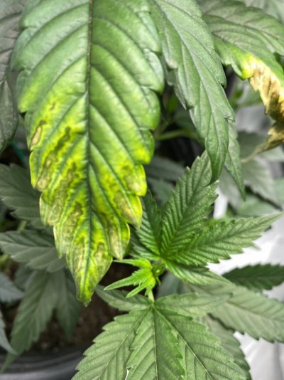 Need help ASAP plants in distress