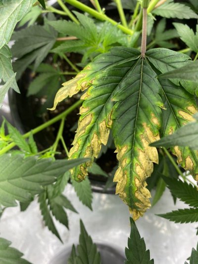 Need help ASAP plants in distress