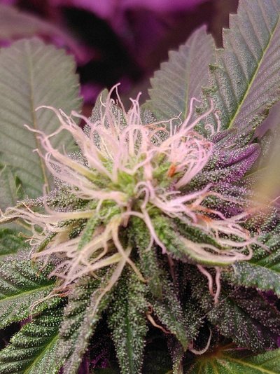 Let's See Your Frostiest Flowers