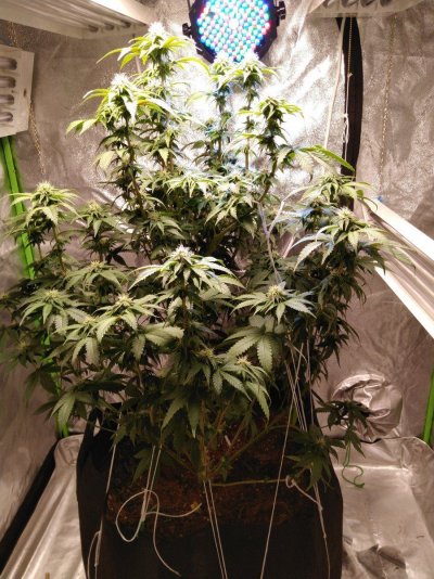 Let's See Your Frostiest Flowers