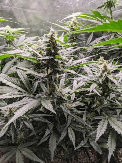 Grease Monkey (Pacific Seeds) and Punch Breath (bagseed)