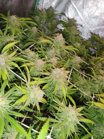 Clones - Quality First Every Time