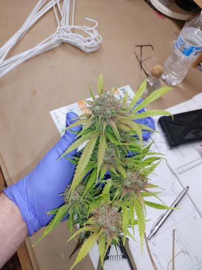 Clones - Quality First Every Time