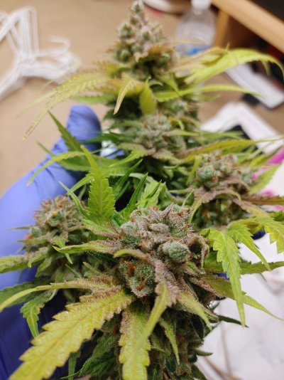 Clones - Quality First Every Time