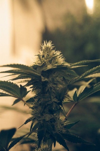 SourKush003.JPG