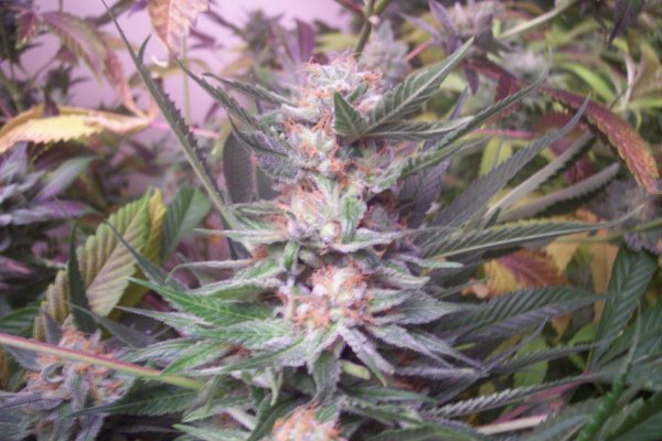 Crimea Blue X Grape Stomper