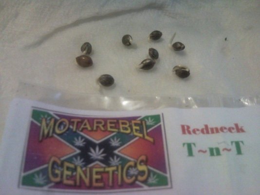 Booom!!!  Redneck TNT Grow