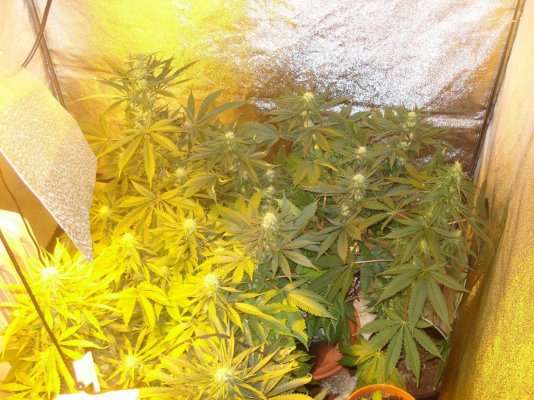 bf-blue-cheese-600w-flowering-2.jpg