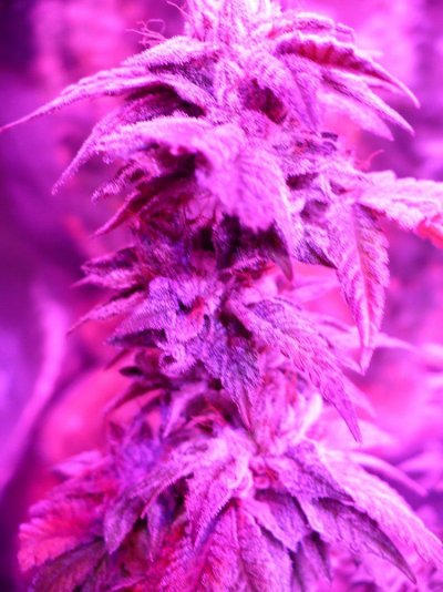 magnumgrowlight 009.jpg