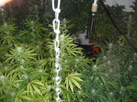 perpetual buds