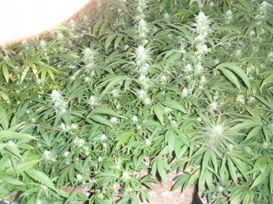 perpetual buds