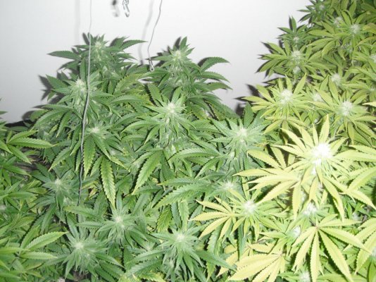 perpetual buds