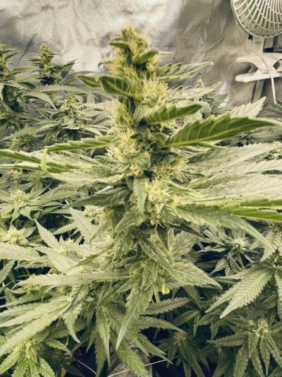 34 days into first ever grow - the story so far...