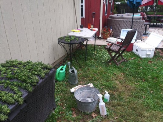 Let's see your 2021 Outdoor Plants!