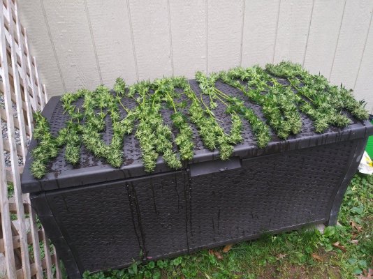 Let's see your 2021 Outdoor Plants!