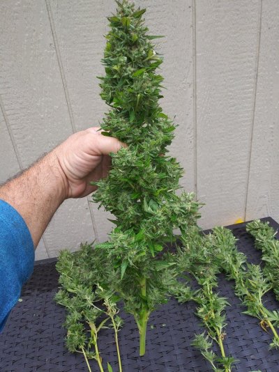 Let's see your 2021 Outdoor Plants!