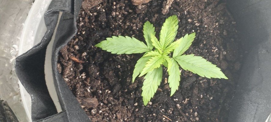 how-much-fox-farm-trio-should-i-use-for-candy-kush-auto.jpg