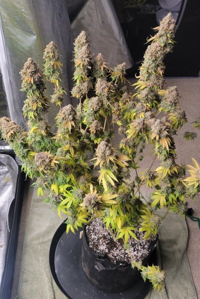 Schwer's First Grow Evah! Planning, Prep and Grow