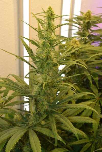 Beza's Cob Closet w/Blurple and Florescent