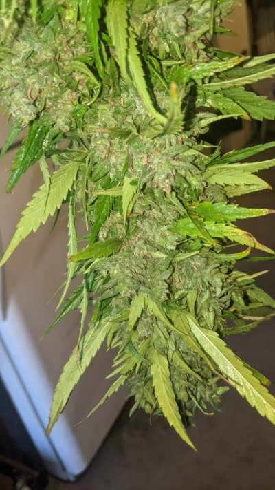 Let's see your 2021 Outdoor Plants!