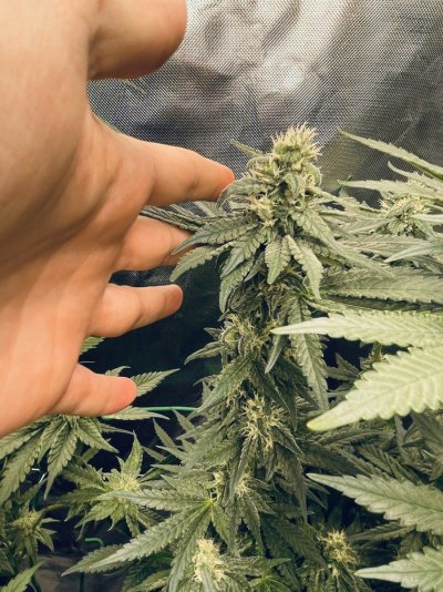 First grow - let's go coco!