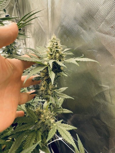 First grow - let's go coco!