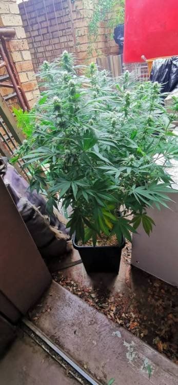 Marz Canna's Sky High Toke & Tell