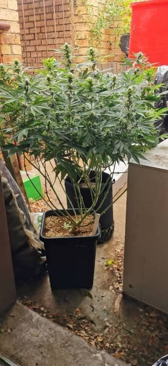 Marz Canna's Sky High Toke & Tell