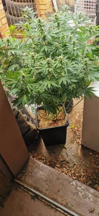 Marz Canna's Sky High Toke & Tell