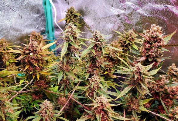 harvest-in-2-days-and-have-questions-7.jpg